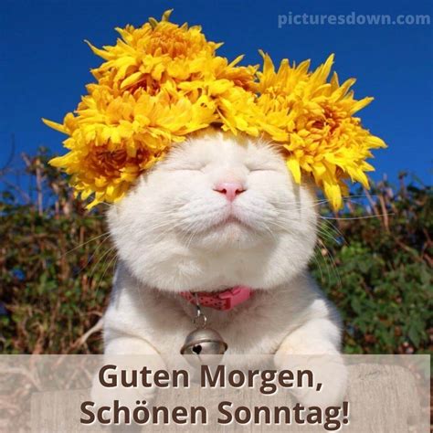 guten morgen sonntag bilder kostenlos für whatsapp|guten morgen am sonntag mit blumen.